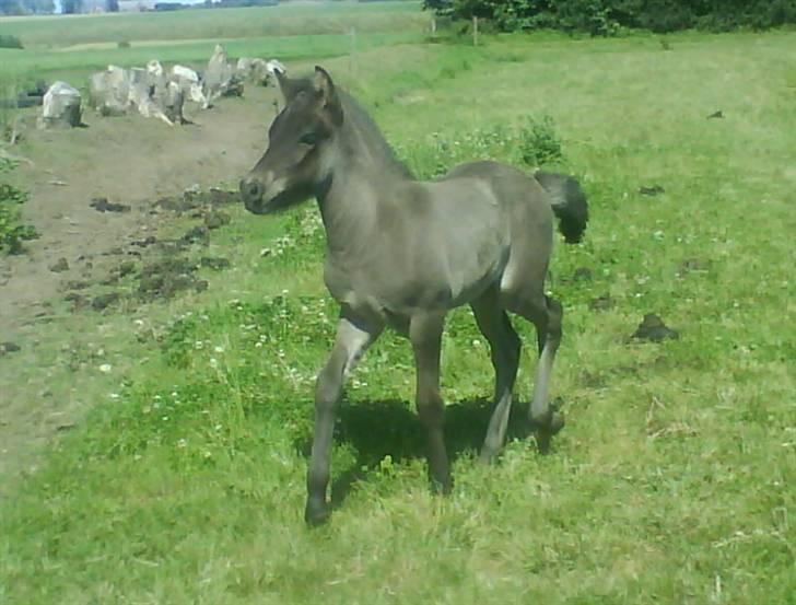 Islænder Ari fra Maag - Ari billede 1