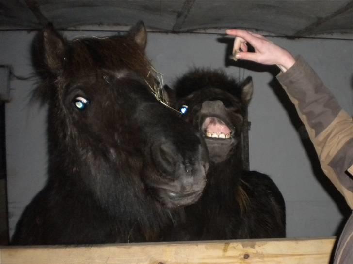 Islænder Ari fra Maag - :b billede 2