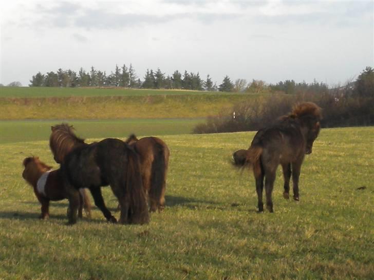 Islænder Ari fra Maag - jeg ved ik lige hvad han har gang i :D billede 3