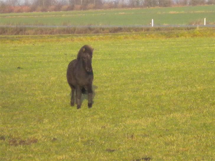 Islænder Ari fra Maag - En dag da jeg kom hjem efter en ridetur med Muska, han er helt ude af den når hun ikke er der. billede 4