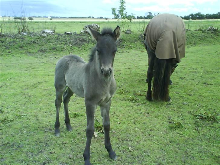 Islænder Ari fra Maag - ari da han var 2 måneder billede 5