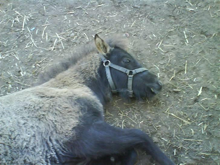 Islænder Ari fra Maag - nu er jeg altså træt billede 6