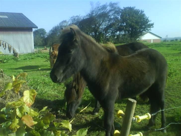 Islænder Ari fra Maag billede 7