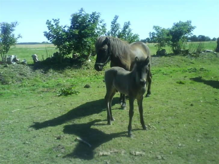 Islænder Ari fra Maag - Ari og hans halv bror, de er mega gode venner billede 8