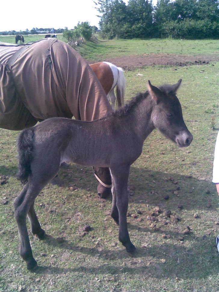 Islænder Ari fra Maag - Da Ari var et par timer gammel billede 9