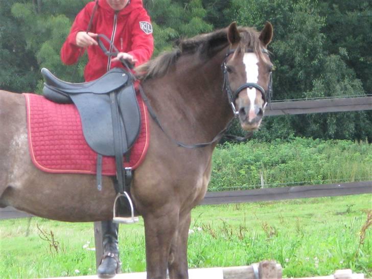Welsh Pony (sec B) l Clausholm Vini Vidi Vici billede 13