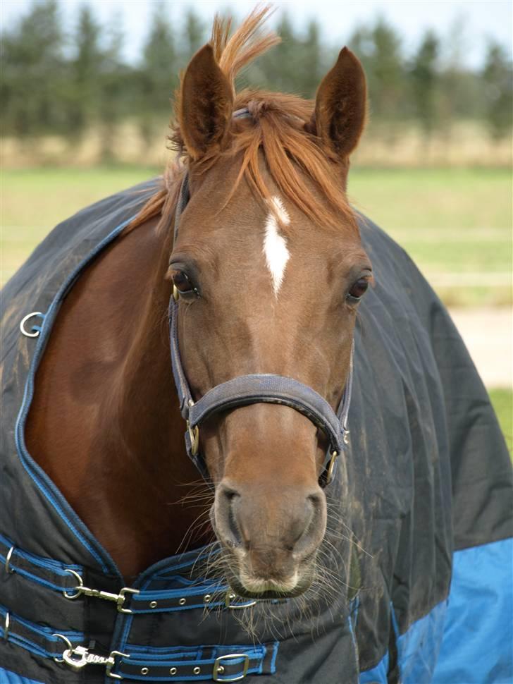 Welsh Pony (sec B) Kitty - Prinsessen på fold :D  billede 11