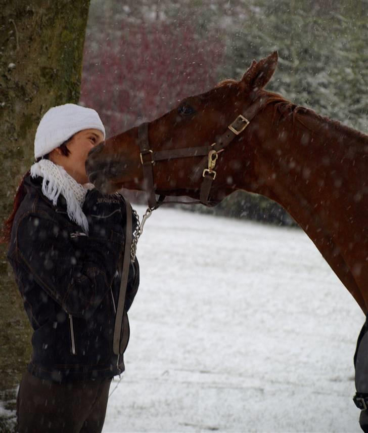 Welsh Pony (sec B) Kitty - Jeg elsker dig min stjerne pony! I haven december 09 billede 12