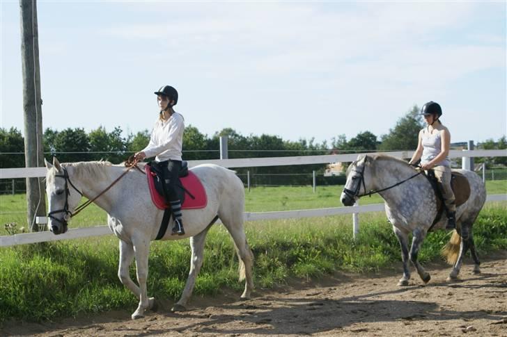 Anden særlig race Sølvstenens Sheik*SOLGT*  - Julie og Laura på Sheik og Reja <3 billede 5