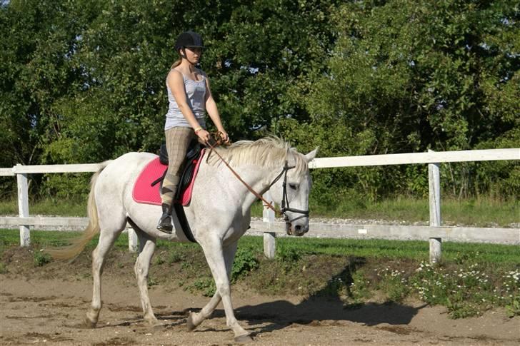 Anden særlig race Sølvstenens Sheik*SOLGT*  - Laura på Sheik... billede 6