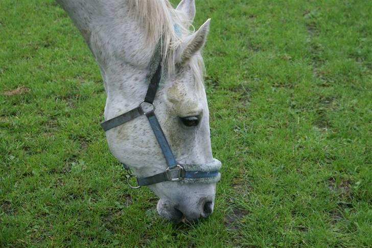 Anden særlig race Sølvstenens Sheik*SOLGT*  - Jeg eeeelsker græs... Tak fordi du kikkede forbi min profil ;o) billede 15