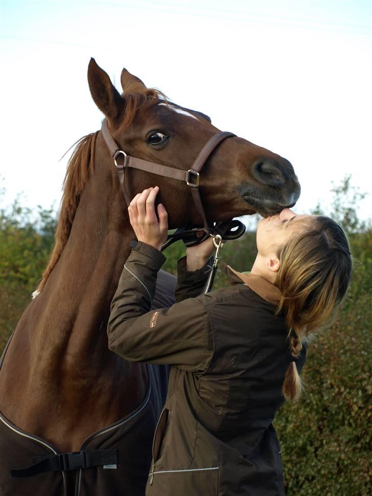 Welsh Pony (sec B) Kitty - vi nysser :)  billede 17