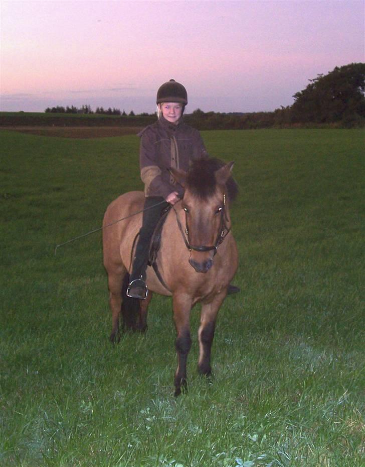 Islænder Muska frà Vallanesi <3 billede 8