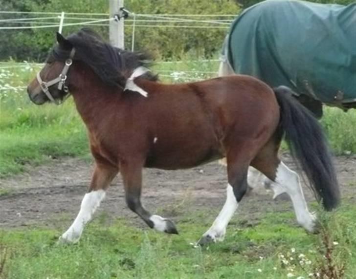 Anden særlig race Magnus billede 3