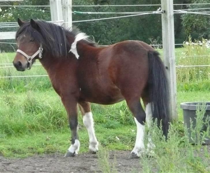 Anden særlig race Magnus billede 4