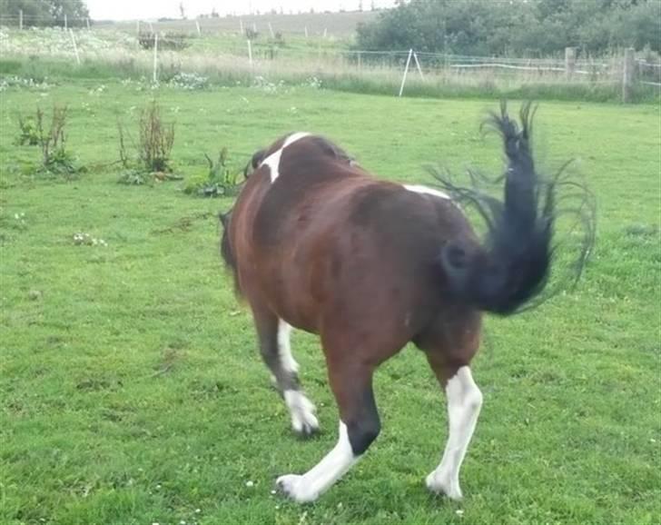 Anden særlig race Magnus - Den vilde utæmmelige hingst xD billede 5