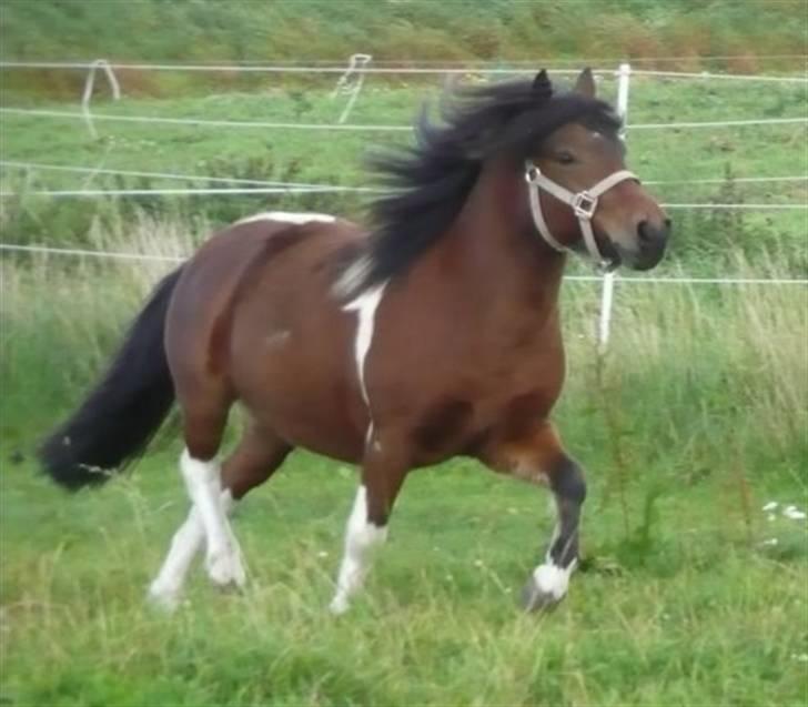 Anden særlig race Magnus billede 6