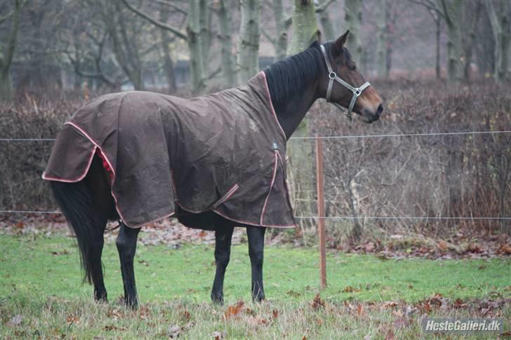 Dansk Varmblod Magic Charity *R.I.P* - Jeg elsker dig, bedste hest! <3 Ca. en uge før hun blev aflivet :´( .. Foto: Crillo billede 4