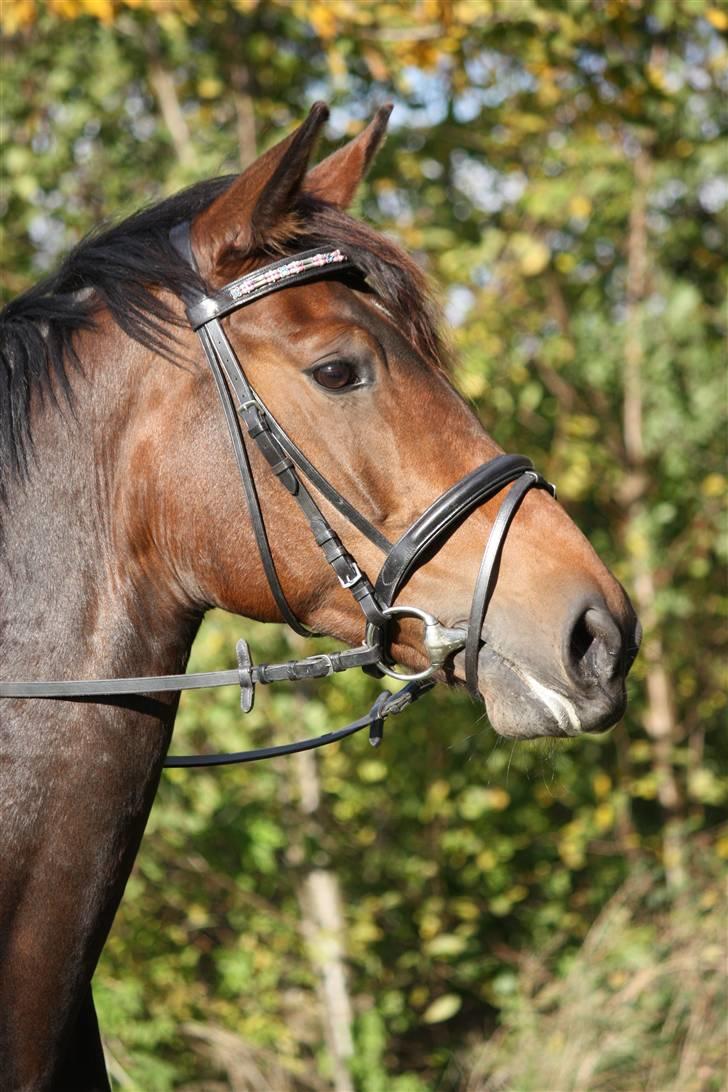 Dansk Varmblod Magic Charity *R.I.P* - Iiih smukke Charity <3 Verdens dejligeste hest!!! :D <333 Foto: Crillo billede 9