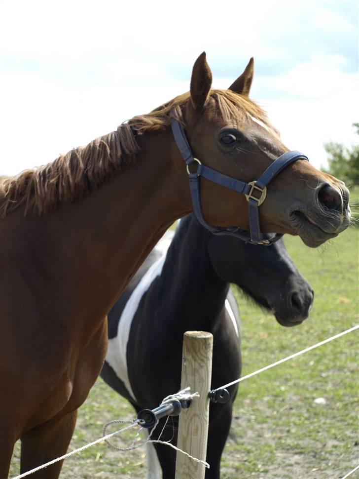 Welsh Pony (sec B) Kitty - Tussepigen vrinsker på folden :) d. 7. Juni 2009 billede 18