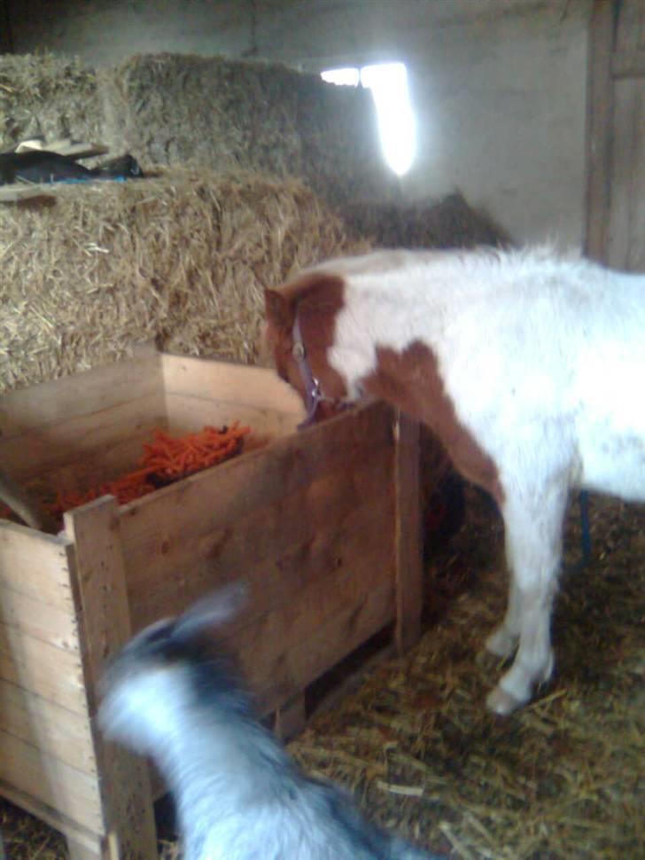 Anden særlig race lille john ¤solgt¤ - det var godt gd kunn lukke mig ud og vise mig hvor d gemmr gulerødderne billede 6