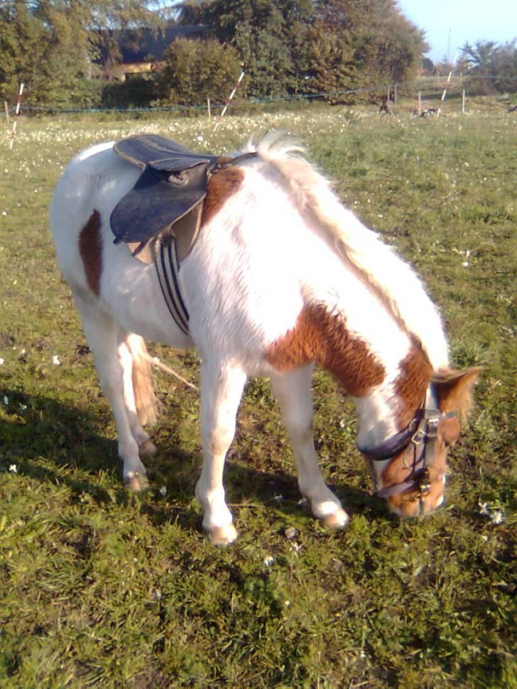 Anden særlig race lille john ¤solgt¤ - hmm det der med at have noget på ryggn skull det være noget særligt billede 7