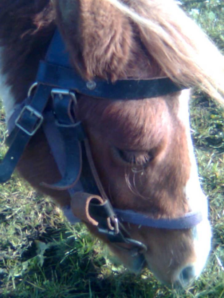 Anden særlig race lille john ¤solgt¤ - dn der jern ting i min mund er i vejen, græsset vil ikke som jeg vil billede 8