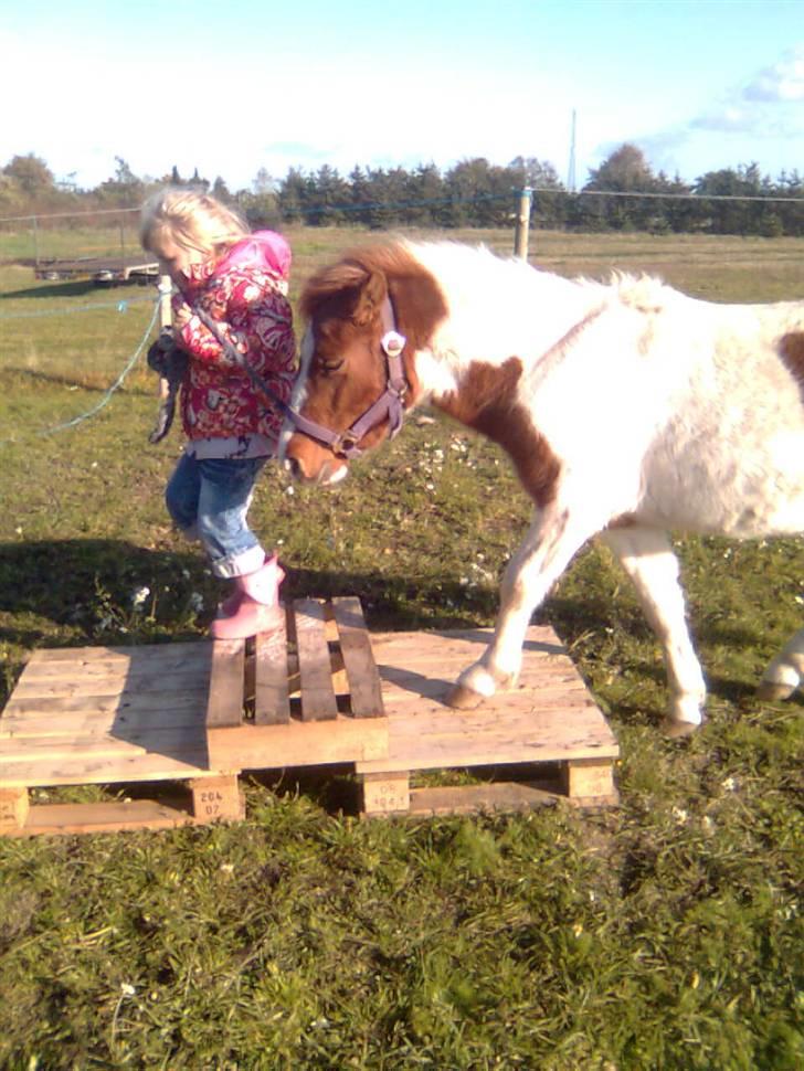 Anden særlig race lille john ¤solgt¤ - Maya synts at Lille John skal lære at gå på trapper, så det øver hun med ham her billede 9