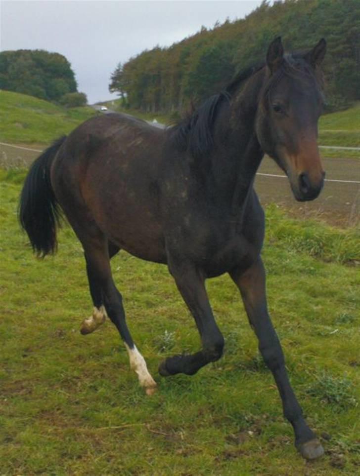 Trakehner Legendo Tremhuse *DØD* - oktober 08 billede 10