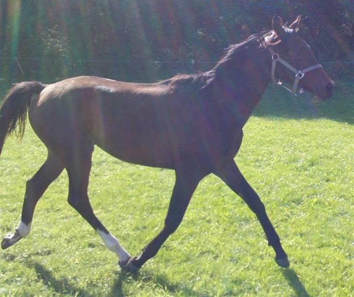 Trakehner Legendo Tremhuse *DØD* - trav på folden billede 11