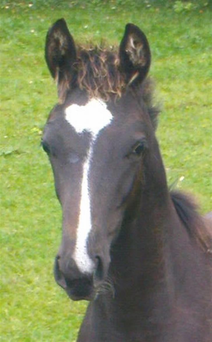 Dansk Varmblod Stald Holm´s Mikro K - er han ikke smuk? billede 15