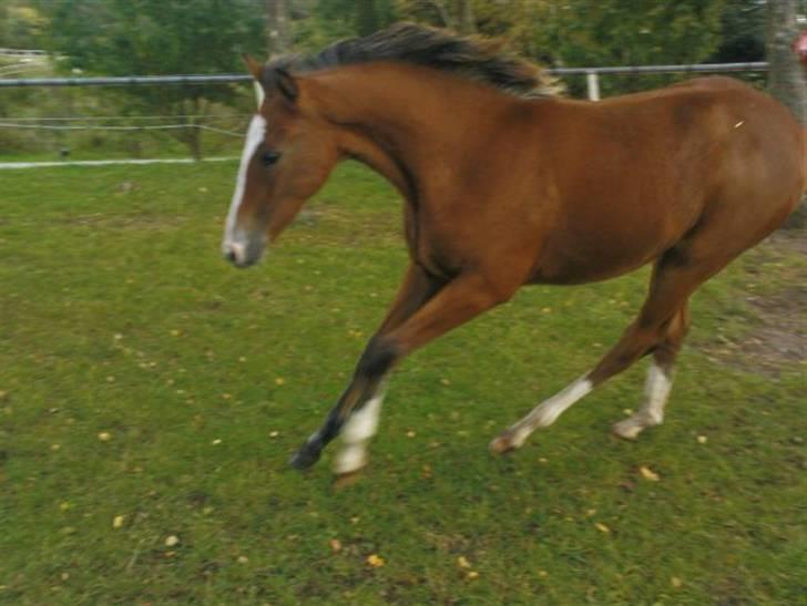 Dansk Varmblod Stald Holm´s Lechea SOLGT billede 19