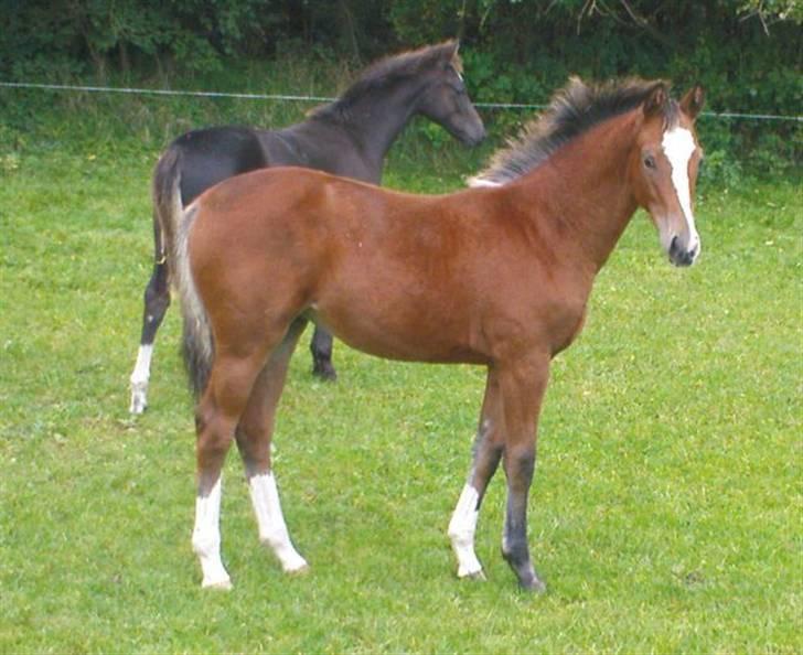 Dansk Varmblod Stald Holm´s Lechea SOLGT billede 20