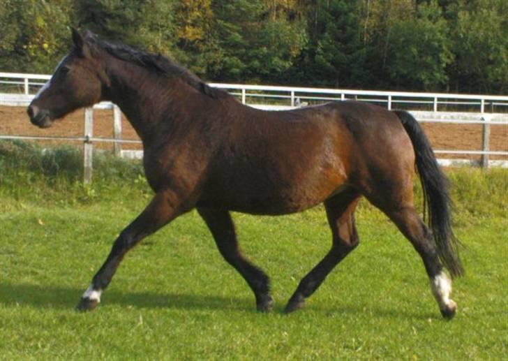 Dansk Varmblod Rubiola R.I.P. - trav på folden billede 13