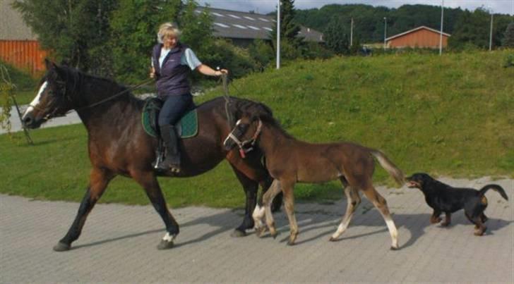 Dansk Varmblod Rubiola R.I.P. - på tur med føl og hund billede 14