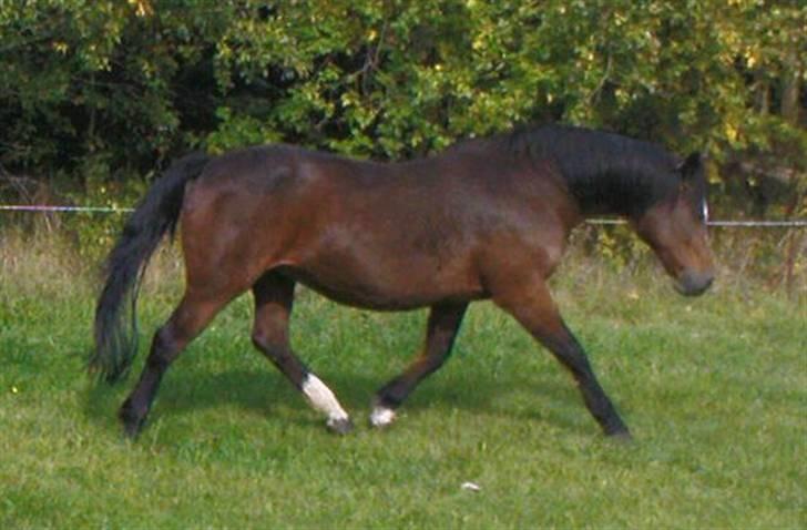 Dansk Varmblod Rubiola R.I.P. - trav på fold billede 15