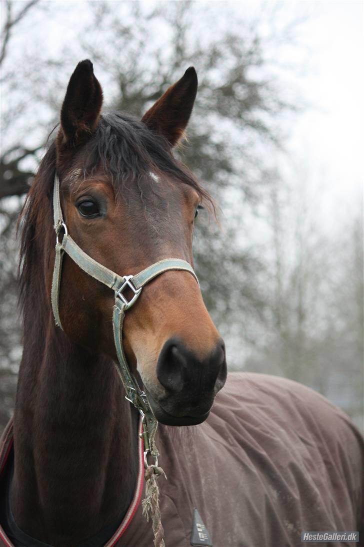 Dansk Varmblod Magic Charity *R.I.P* - Den altid glade Charity.. ;) Iiiih, du er den bedste hest! :D <3 Ca. en uge før hun blev aflivet :´( Foto: Crillo billede 11