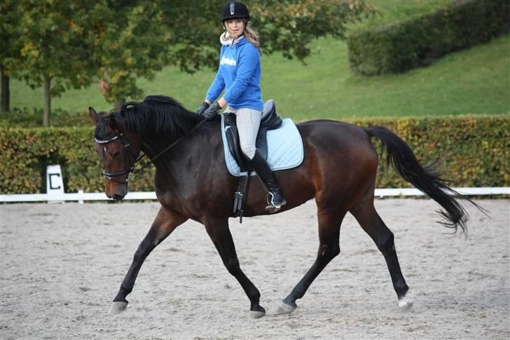 Dansk Varmblod Magic Charity *R.I.P* - Elsker dig!!! :) <3 Hun var en drøm at ride! :D Foto: Crillo billede 13