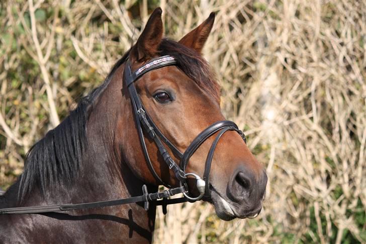 Dansk Varmblod Magic Charity *R.I.P* - Jeg elsker dig af hele mit hjerte musse . :-* <3 Foto: Crillo billede 16