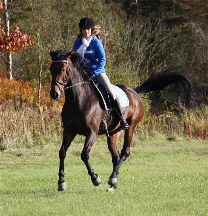 Dansk Varmblod Magic Charity *R.I.P* - Weee <3 Foto: Crillo billede 17