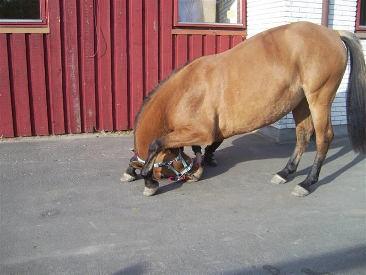 Anden særlig race Tequiro Sunset  :( solgt - husk hun kun er 4 år er det ikke flot??  :) billede 11