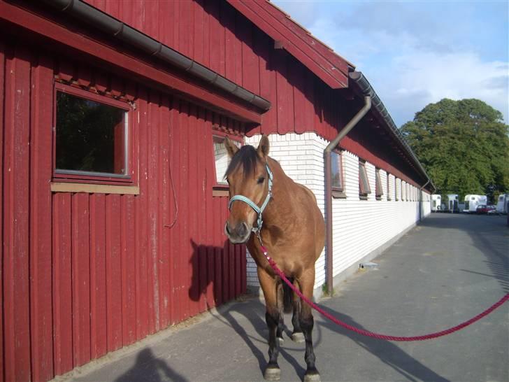 Anden særlig race Tequiro Sunset  :( solgt - pigen som ikke vil med :D billede 12