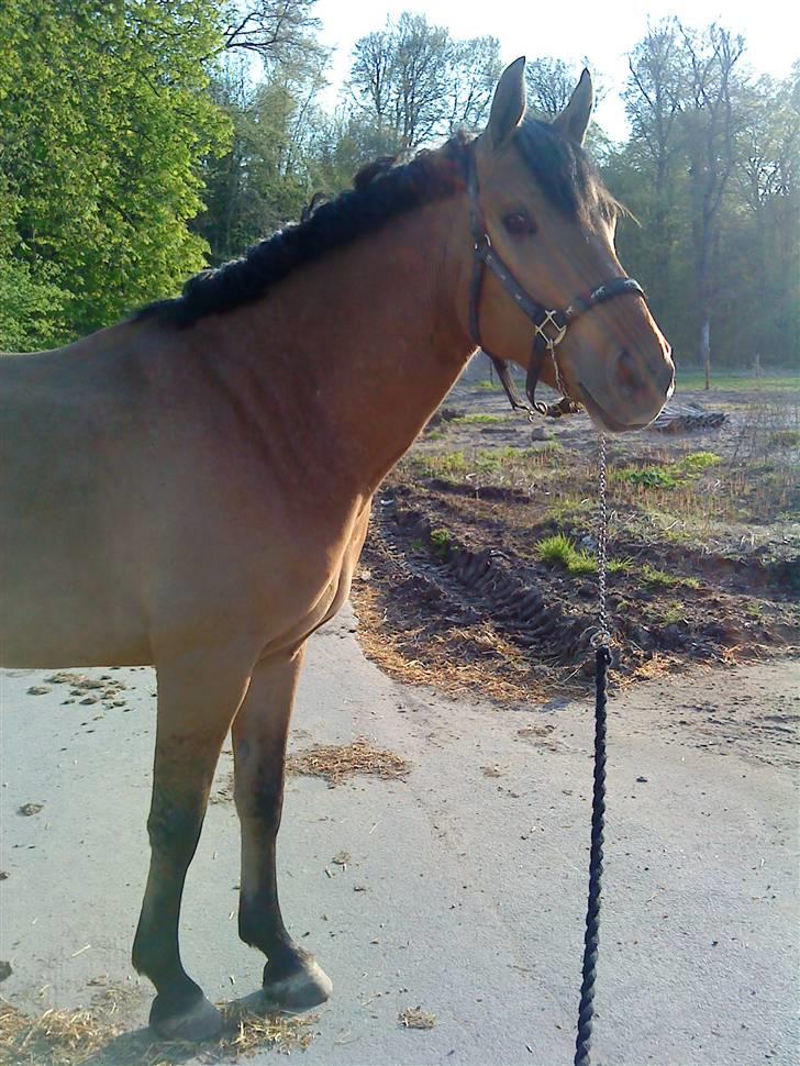 Anden særlig race Tequiro Sunset  :( solgt - igen hun prøver at være model :D billede 13