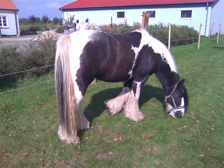 Irish Cob Jesper af Høvegård billede 5