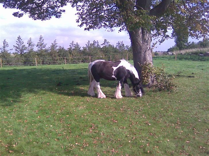 Irish Cob Jesper af Høvegård billede 6