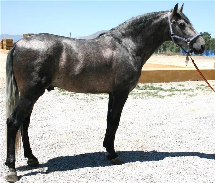 Pura Raza Española Bandolero CXLII  (Solgt.) billede 1
