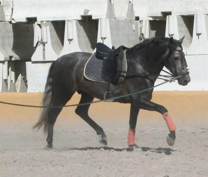 Pura Raza Española Bandolero CXLII  (Solgt.) billede 2