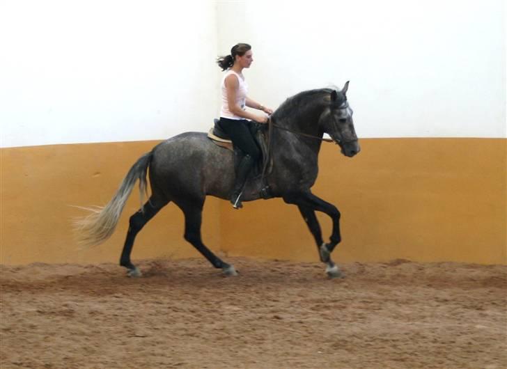 Pura Raza Española Bandolero CXLII  (Solgt.) billede 3