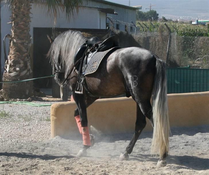 Pura Raza Española Bandolero CXLII  (Solgt.) billede 4