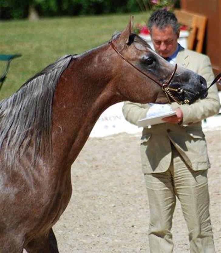 Arabisk fuldblod (OX) Ghalip ibn el mokari - Foto: Kida Arabians billede 2